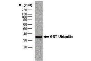 Western Blotting (WB) image for anti-Glutathione S Transferase (GST) antibody (Biotin) (ABIN2473912) (GST Antikörper  (Biotin))