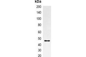 Immunoprecipitation of mOrange-tagged protein from HEK293T cells transfected with vector overexpressing mOrange tag, using Anti-mOrange-tag Antibody. (mOrange Fluorescent Protein Antikörper)