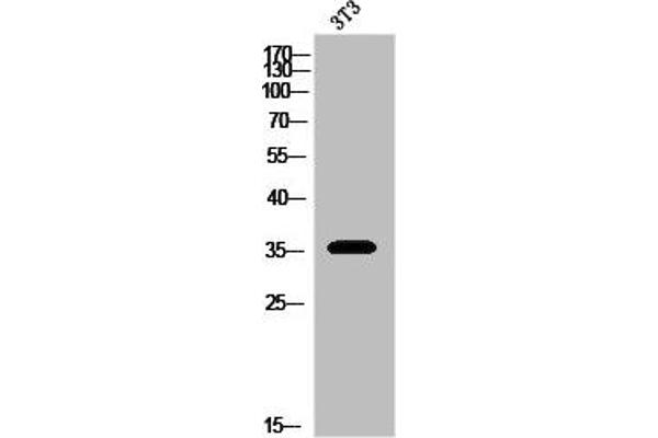 OPRD1 Antikörper  (C-Term)