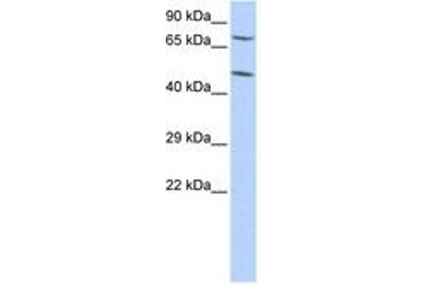 ZNF672 Antikörper  (C-Term)