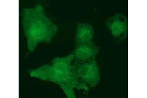 Immunofluorescence (IF) image for anti-MOB Kinase Activator 3B (MOB3B) antibody (ABIN1499534) (MOBKL2B Antikörper)