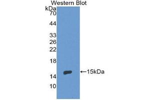 Western Blotting (WB) image for anti-Endoglin (ENG) (AA 336-450) antibody (ABIN1858718) (Endoglin Antikörper  (AA 336-450))