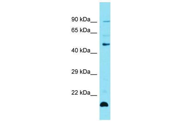 Zinc Finger Protein 27 (ZFP27) (Middle Region) Antikörper