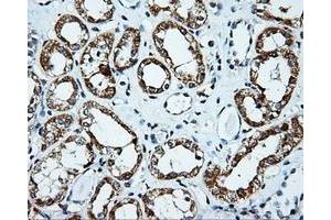 Immunohistochemistry (IHC) image for anti-Pleckstrin (PLEK) antibody (ABIN1500265) (Pleckstrin Antikörper)