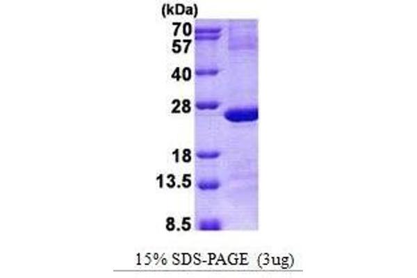 IMP3 Protein