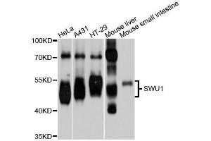 Western blot analysis of extracts of various cell lines, using SMU1 antibody (ABIN5996092) at 1/1000 dilution. (SMU1 Antikörper)