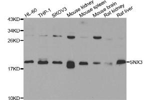 Western blot analysis of extracts of various cell lines, using SNX3 antibody (ABIN5975579) at 1/1000 dilution. (Sorting Nexin 3 Antikörper)