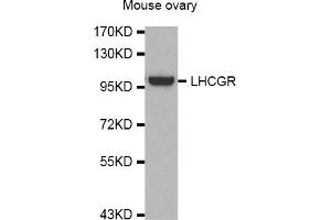 Western Blotting (WB) image for anti-Luteinizing Hormone/Choriogonadotropin Receptor (LHCGR) antibody (ABIN1980282) (LHCGR Antikörper)