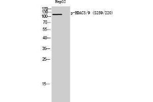 Western Blotting (WB) image for anti-HDAC5/9 (pSer220), (pSer259) antibody (ABIN3173001) (HDAC5/9 (pSer220), (pSer259) Antikörper)
