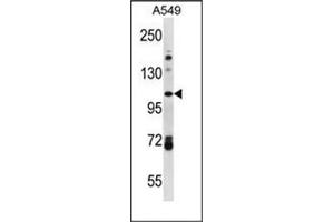 Western blot analysis of FA13B Antibody (Center) in A549 cell line lysates (35ug/lane). (FAM13B Antikörper  (Middle Region))