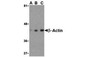 Western Blotting (WB) image for anti-Actin, beta (ACTB) (C-Term) antibody (ABIN1030290) (beta Actin Antikörper  (C-Term))