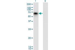 Western Blot analysis of CD44 expression in transfected 293T cell line by CD44 monoclonal antibody (M03), clone 1E1. (CD44 Antikörper  (AA 1-699))