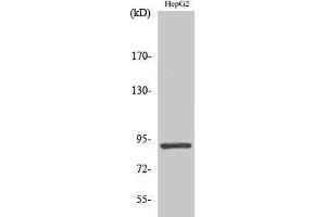 Western Blotting (WB) image for anti-Signal Transducer and Activator of Transcription 5A (STAT5A) antibody (ABIN3180344) (STAT5A Antikörper)