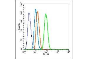 Image no. 5 for anti-Matrix Metalloproteinase 2 (MMP2) (AA 31-109) antibody (ABIN668286)