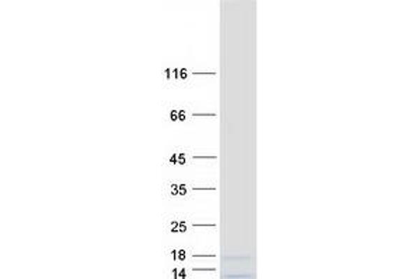 HIST3H2A Protein (Myc-DYKDDDDK Tag)