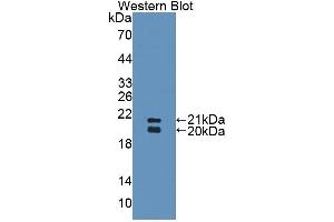 Western Blotting (WB) image for Surfactant Protein D (SFTPD) ELISA Kit (ABIN6730933)