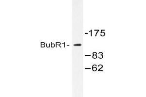 Western blot (WB) analysis of ubR1 antibody in extracts from HeLa cells treated with H2O2 100uM 30. (BUB1B Antikörper)