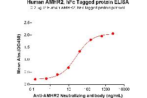 ELISA plate pre-coated by 2 μg/mL (100 μL/well) Human A Protein, hFc Tag (ABIN7092714, ABIN7272246 and ABIN7272247) can bind A (AMHR2 Protein (AA 18-149) (Fc Tag))