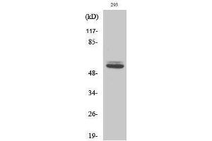 Western Blotting (WB) image for anti-Keratin 8 (KRT8) (Ser717) antibody (ABIN3184236) (KRT8 Antikörper  (Ser717))