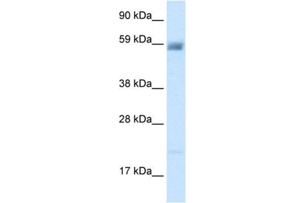 ASIC3 Antikörper  (N-Term)
