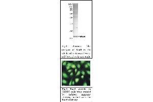 Western Blotting (WB) image for anti-Rad6 (full length) antibody (ABIN2452101) (Rad6 (full length) Antikörper)
