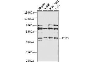 Western blot analysis of extracts of various cell lines, using PELI3 Antibody (ABIN6133273, ABIN6145438, ABIN6145439 and ABIN6225351) at 1:1000 dilution. (Pellino 3 Antikörper  (AA 1-280))