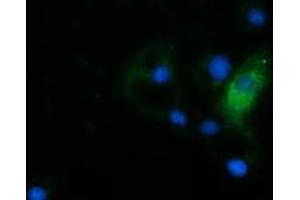 Anti-HDAC6 mouse monoclonal antibody (ABIN2453117) immunofluorescent staining of COS7 cells transiently transfected by pCMV6-ENTRY HDAC6 (RC209649). (HDAC6 Antikörper)