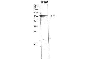 Western Blotting (WB) image for anti-V-Akt Murine Thymoma Viral Oncogene Homolog 1 (AKT1) (N-Term) antibody (ABIN3173744) (AKT1 Antikörper  (N-Term))