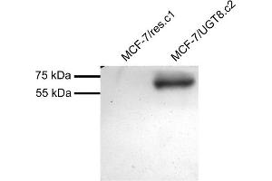 MCF7 overexpressing Human UGT8 and probed with ABIN2560666 (mock transfection in first lane). (UGT8 Antikörper  (Internal Region))