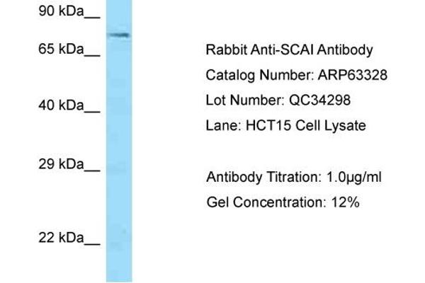 SCAI Antikörper  (C-Term)