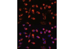 Immunofluorescence analysis of L929 cells using TMEM44 antibody (ABIN7270964) at dilution of 1:100. (TMEM44 Antikörper  (AA 110-260))