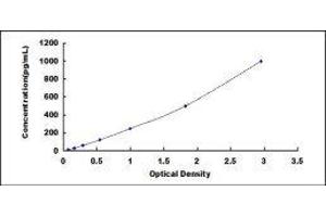 ELISA image for Vascular Endothelial Cell Growth Factor 121 (VEGF121) ELISA Kit (ABIN417306) (VEGF121 ELISA Kit)