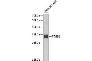 Western blot analysis of extracts of Mouse heart using PTGDS Polyclonal Antibody at dilution of 1:1000. (PTGDS Antikörper)