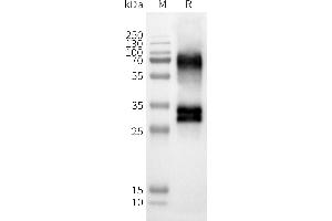 WB analysis of Human OR52D1-Nanodisc with anti-Flag monoclonal antibody at 1/5000 dilution, followed by Goat Anti-Rabbit IgG HRP at 1/5000 dilution (OR52D1 Protein)