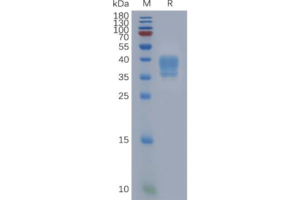 F2RL1 Protein (AA 37-71) (Fc Tag)