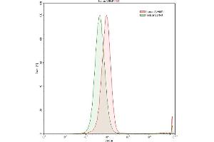 Detection of BARK in Raji human Burkitt's lymphoma cell line using Anti-Beta Adrenergic Receptor Kinase (BARK) Polyclonal Antibody (beta-Adrenergic Receptor Kinase (AA 398-640) Antikörper)