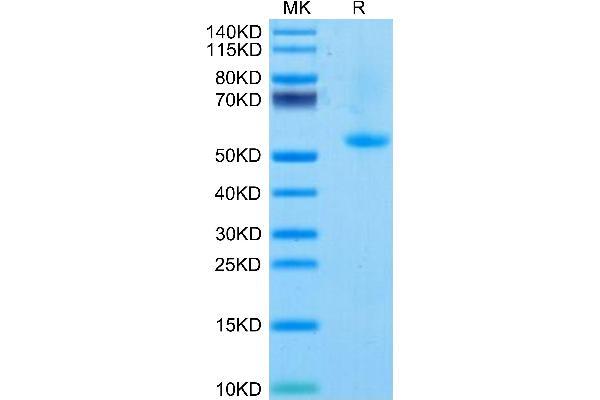 TNFSF4 Protein (AA 51-198) (Fc Tag)