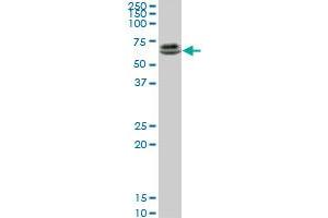 Western Blotting (WB) image for anti-Runt-Related Transcription Factor 2 (RUNX2) (AA 251-350) antibody (ABIN560185)