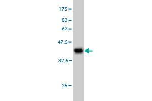 Western Blotting (WB) image for anti-Ribosomal Protein S2 (RPS2) (AA 198-293) antibody (ABIN562714)