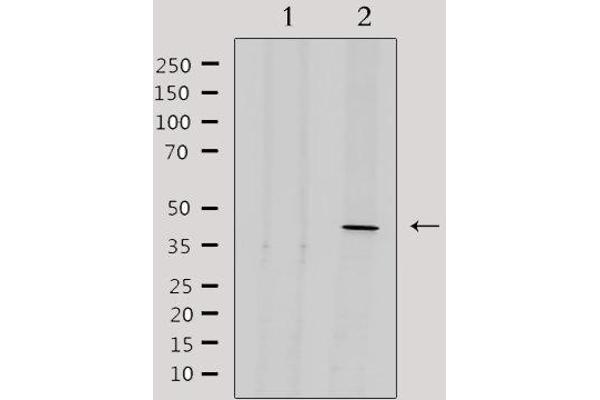 EXOG Antikörper  (Internal Region)