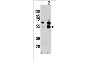 Image no. 1 for anti-Vascular Endothelial Growth Factor A (VEGFA) (N-Term) antibody (ABIN358811) (VEGFA Antikörper  (N-Term))