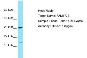 Host: Rabbit Target Name: FAM177B Sample Tissue: Human THP-1 Whole Cell Antibody Dilution: 1ug/ml (FAM177B Antikörper  (N-Term))