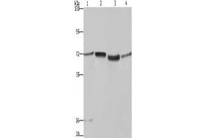 Western Blotting (WB) image for anti-Synapsin I (SYN1) antibody (ABIN2433199) (SYN1 Antikörper)