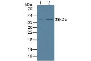 Figure. (Annexin a1 Antikörper  (AA 1-346))