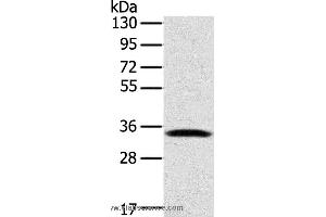 Western blot analysis of Mouse lung tissue, using STX11 Polyclonal Antibody at dilution of 1:400 (Syntaxin 11 Antikörper)