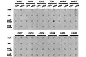 Western Blotting (WB) image for anti-Histone 3 (H3) (H3K9me2) antibody (ABIN1872998) (Histone 3 Antikörper  (H3K9me2))