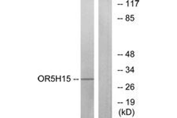 OR5H15 Antikörper  (AA 241-290)