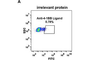 Expi 293 cell line transfected with irrelevant protein  (A) and human 4-1BB Ligand  (B) were surface stained with Rabbit anti-4-1BB Ligand monoclonal antibody 1 μg/mL (clone: DM68) followed by Alexa 488-conjugated anti-rabbit IgG secondary antibody. (Rekombinanter TNFSF9 Antikörper  (AA 52-254))