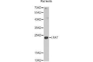Western blot analysis of extracts of rat testis, using Lrat antibody (ABIN5974000) at 1/1000 dilution. (LRAT Antikörper)