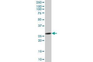 PSMD8 MaxPab polyclonal antibody. (PSMD8 Antikörper  (AA 1-257))